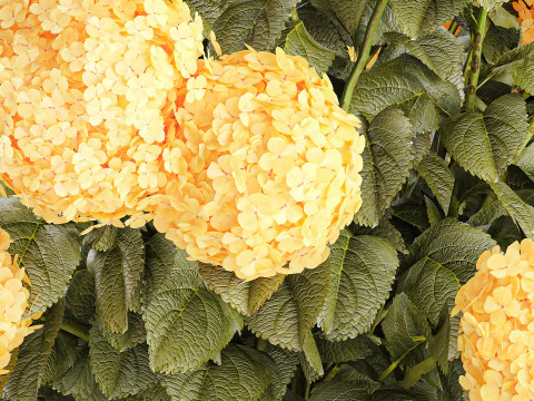 Realistic bouquet modern glass vase yellow hydrangea 656 3D Model