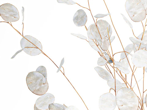 Bouquet r&eacute;aliste branches de fleur de lune blanche d&eacute;cor de vase en verre Modèle 3D