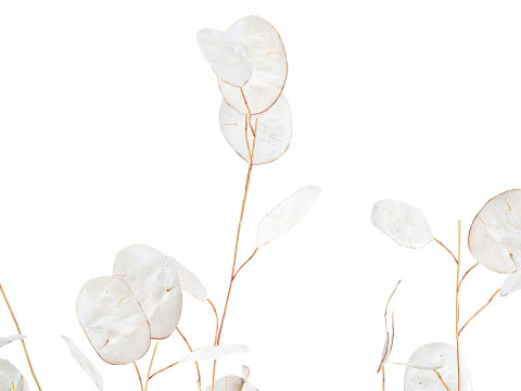 Bouquet r&eacute;aliste branches de fleur de lune blanche d&eacute;cor de vase en verre Modèle 3D