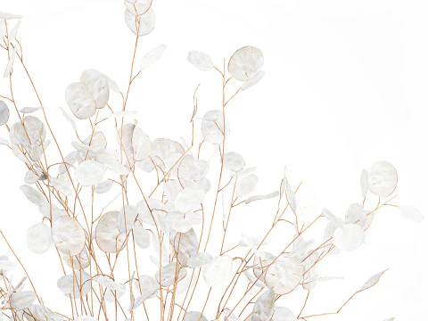 Bouquet r&eacute;aliste branches de fleur de lune blanche d&eacute;cor de vase en verre Modèle 3D