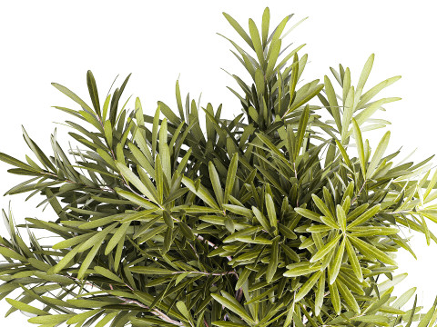 현실적인 꽃다발 장식 나뭇가지 잎 유리 꽃병 3D 모델