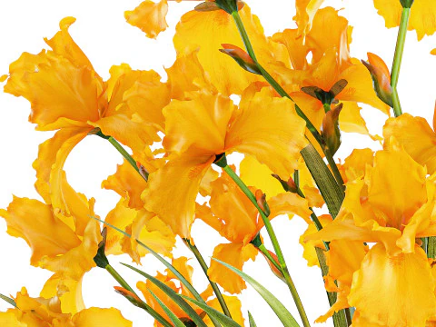 Lindo buqu&ecirc; realista de flores de &iacute;ris amarelas, vaso de vidro 658 Modelo 3D