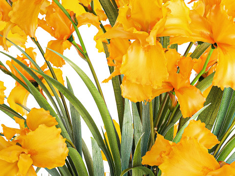 美しいリアルな花束黄色のアイリスの花ガラス花瓶 658 3Dモデル