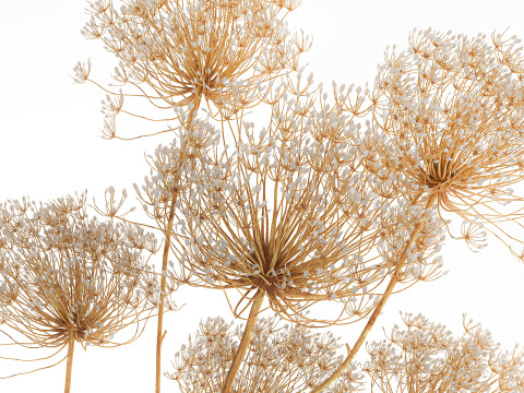 Realistic bouquet dried flowers Hogweed branches vase 659 3D Model