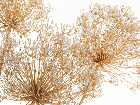 Realistic bouquet dried flowers Hogweed branches vase 659 3D Model