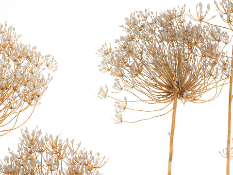 Realistic bouquet dried flowers Hogweed branches vase 659 3D Model