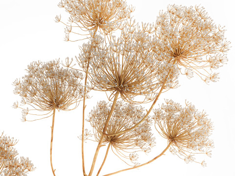 Realistic bouquet dried flowers Hogweed branches vase 659 3D Model