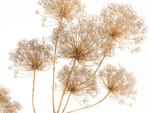 Bouquet realistico di fiori secchi vaso con rami di panace 659 Modello 3D