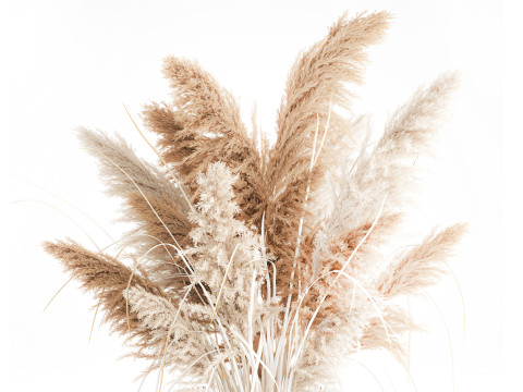 Cabang buket bunga kering cortaderia pampas vas kaca Model 3D