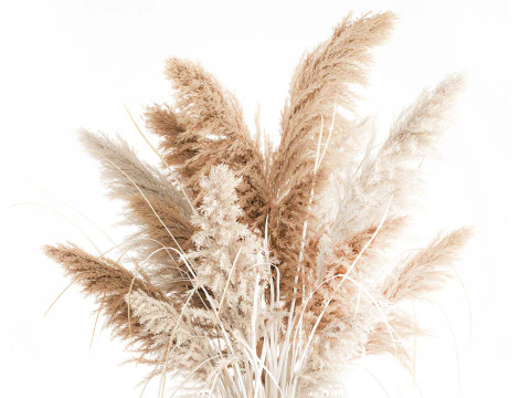 Dried flower bouquet branches cortaderia pampas vase glass 3D Model