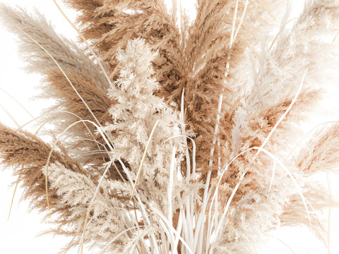 Cabang buket bunga kering cortaderia pampas vas kaca Model 3D