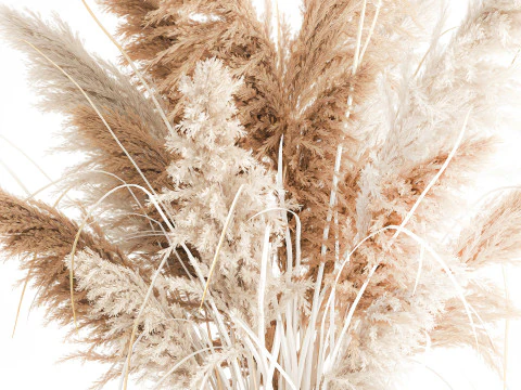 Dried flower bouquet branches cortaderia pampas vase glass 3D Model