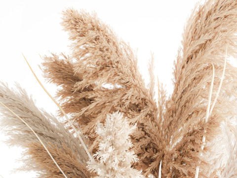 Cabang buket bunga kering cortaderia pampas vas kaca Model 3D