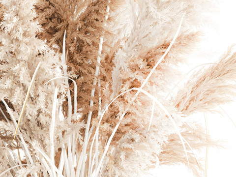 Cabang buket bunga kering cortaderia pampas vas kaca Model 3D