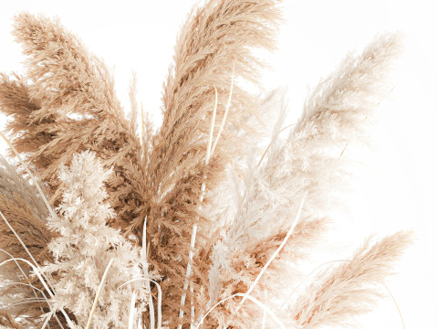 Cabang buket bunga kering cortaderia pampas vas kaca Model 3D