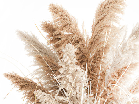 Cabang buket bunga kering cortaderia pampas vas kaca Model 3D