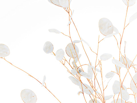 Bouquet dried flowers holly lunaria branches vase decor 666 3D Model