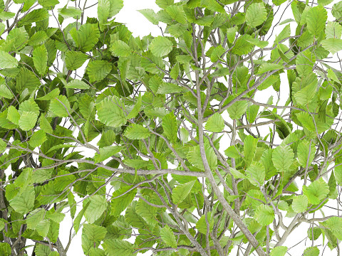 Realistic green floral bouquet branches leaves decor vase 667 3D Model