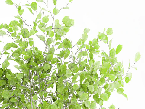 Realistic green floral bouquet branches leaves decor vase 667 3D Model
