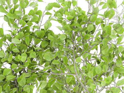 Realistic green floral bouquet branches leaves decor vase 667 3D Model