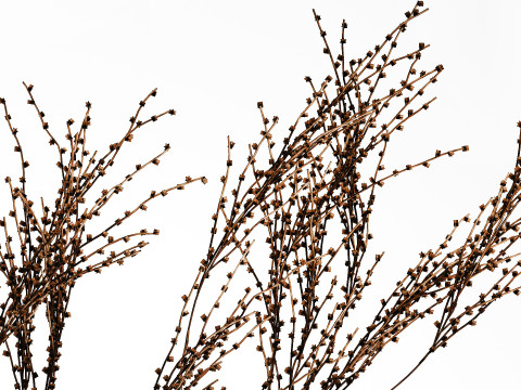 Décor réaliste de branches de bouquet de fleurs séchées dans un vase en céramique Modèle 3D