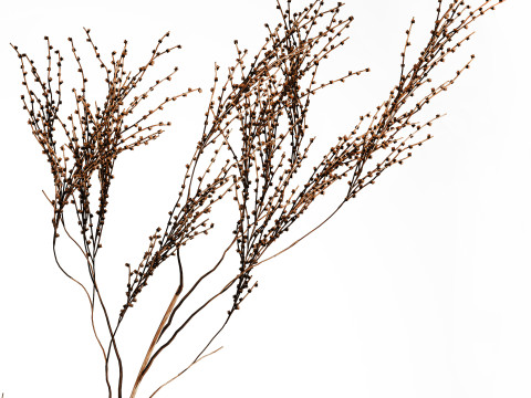 Décor réaliste de branches de bouquet de fleurs séchées dans un vase en céramique Modèle 3D