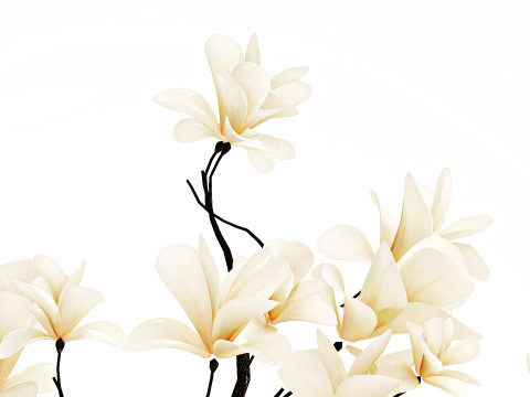 Realistic bouquet white flowers blooming Magnolia vase decor 672 3D Model