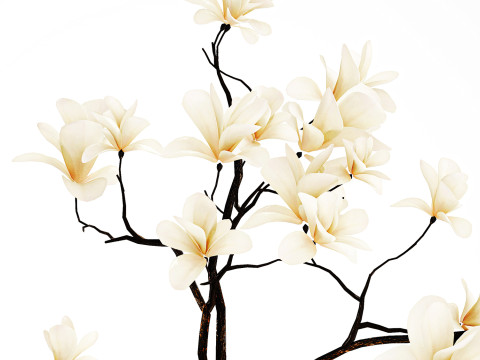 Realistic bouquet white flowers blooming Magnolia vase decor 672 3D Model