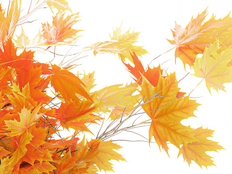 Galhos de buquê de outono realista, folhas de bordo amarelo, decoração de vaso Modelo 3D