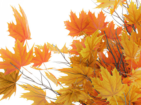 Galhos de buquê de outono realista, folhas de bordo amarelo, decoração de vaso Modelo 3D