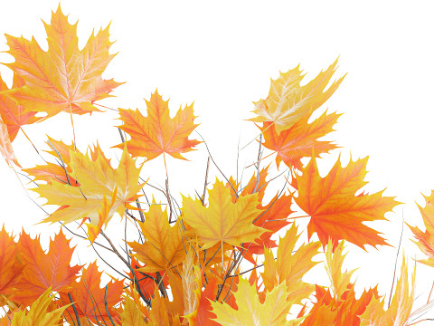 Galhos de buquê de outono realista, folhas de bordo amarelo, decoração de vaso Modelo 3D