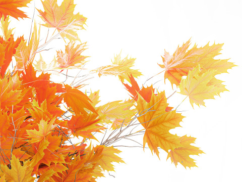 Galhos de buquê de outono realista, folhas de bordo amarelo, decoração de vaso Modelo 3D