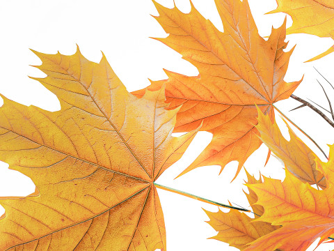 Реалистичный осенний букет из веточек желтого клена, декор вазы 675 3D Модель