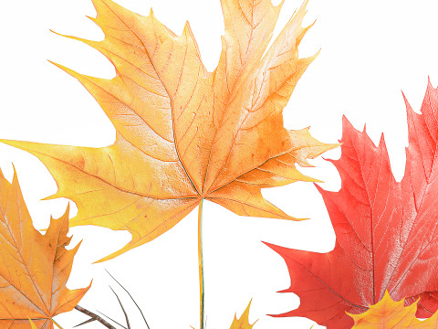 Реалистичный осенний букет из веточек желтого клена, декор вазы 675 3D Модель