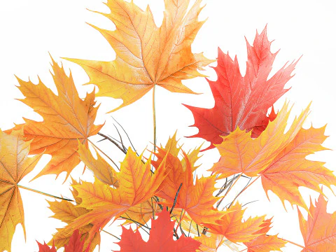 Realistico bouquet autunnale con ramoscelli in vaso di acero giallo, decoro 675 Modello 3D