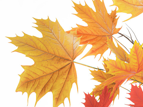 Реалистичный осенний букет из веточек желтого клена, декор вазы 675 3D Модель