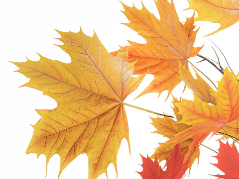 Realistico bouquet autunnale con ramoscelli in vaso di acero giallo, decoro 675 Modello 3D