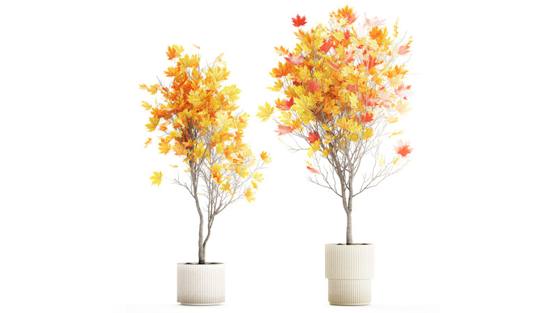 树木秋叶白色花盆枫梧桐花瓶装饰 3D 模型 .c4d .max .obj .3ds .fbx .stl .blend