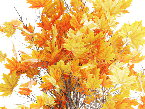 树木秋叶白色花盆枫梧桐花瓶装饰 3D 模型