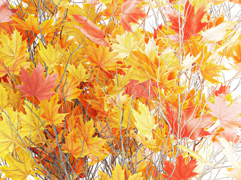 树木秋叶白色花盆枫梧桐花瓶装饰 3D 模型