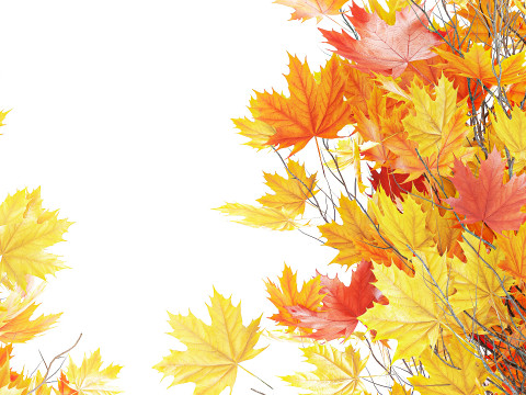 树木秋叶白色花盆枫梧桐花瓶装饰 3D 模型