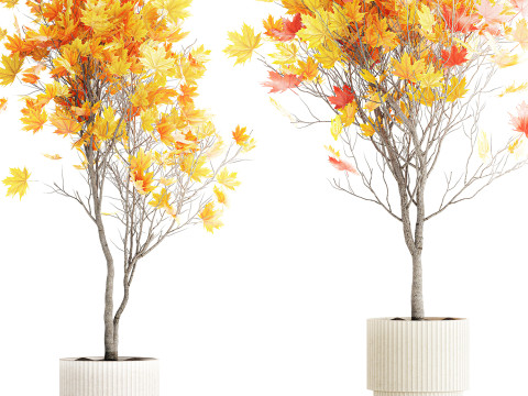 树木秋叶白色花盆枫梧桐花瓶装饰 3D 模型