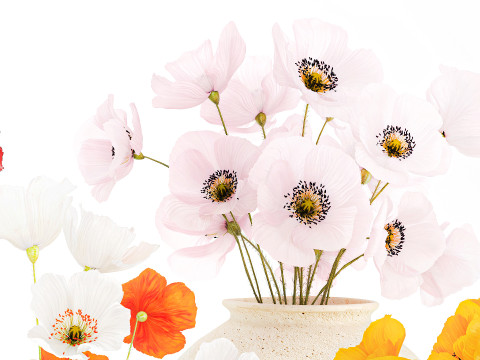 Kolekcja realistycznych bukietów dzikich kwiatów, zestaw maków, wystrój wazonu Model 3D