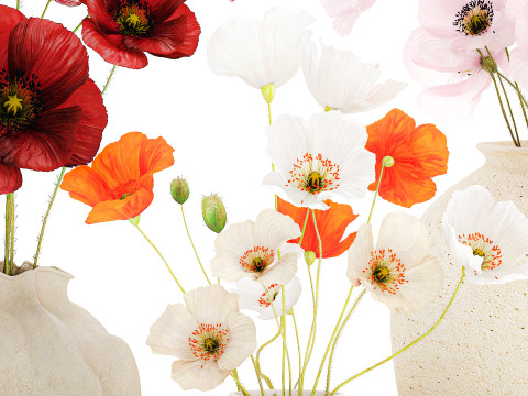 Kolekcja realistycznych bukietów dzikich kwiatów, zestaw maków, wystrój wazonu Model 3D