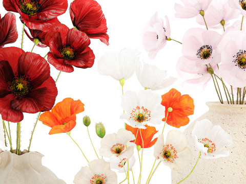 Kolekcja realistycznych bukietów dzikich kwiatów, zestaw maków, wystrój wazonu Model 3D