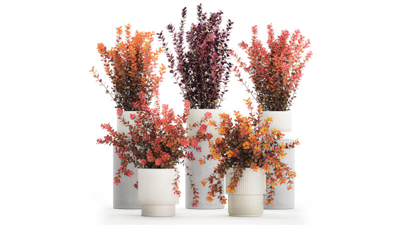 Sammlung Pflanzen Garten Landschaftsgestaltung Berberitzentöpfe 1490 3D Modell .c4d .max .obj .3ds .fbx .stl .blend 
