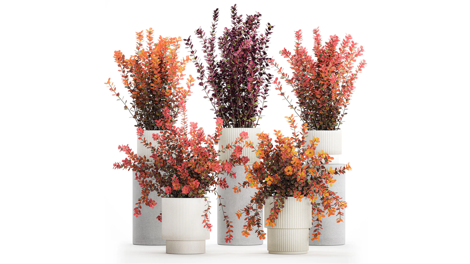 Collection plants garden landscape design Barberry pots 1490 3D Model .c4d .max .obj .3ds .fbx .stl .blend 