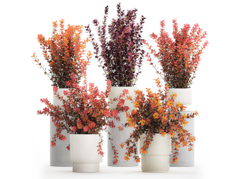 Kolekcja roślin projektowanie krajobrazu ogrodu Doniczki berberysu 1490 Model 3D