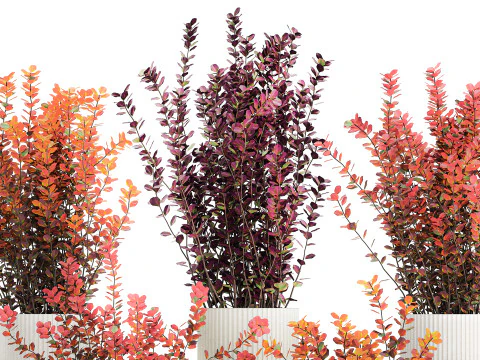 Collection plants garden landscape design Barberry pots 1490 3D Model