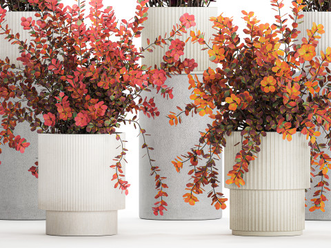 Sammlung Pflanzen Garten Landschaftsgestaltung Berberitzentöpfe 1490 3D Modell